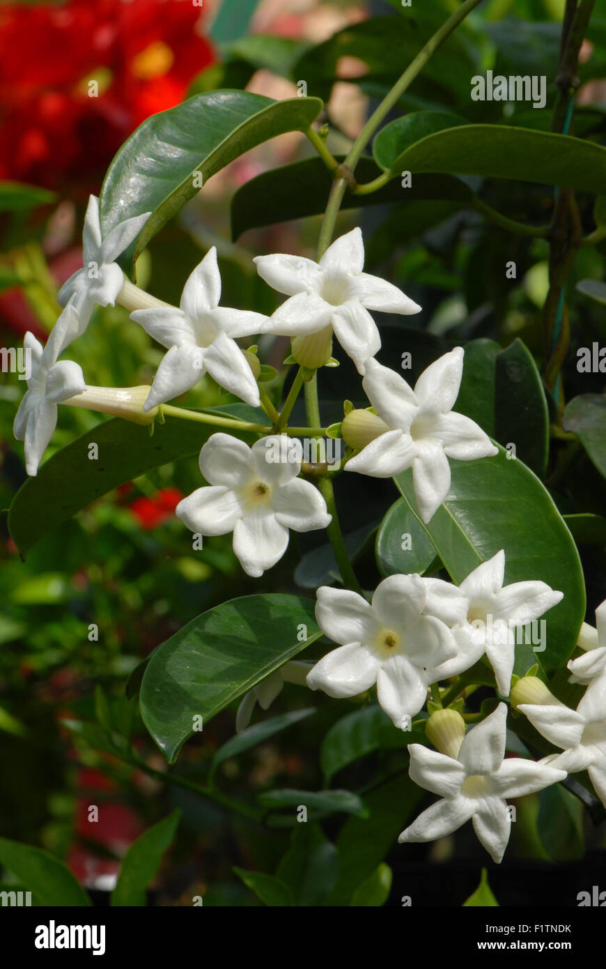 Yellow pitcherplant jasminoides aka Yellow pitcherplant Floribunda, Madagaskar Jasmin Stockfoto