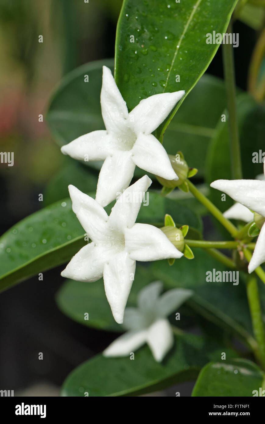 Yellow pitcherplant jasminoides aka Yellow pitcherplant Floribunda, Madagaskar Jasmin Stockfoto