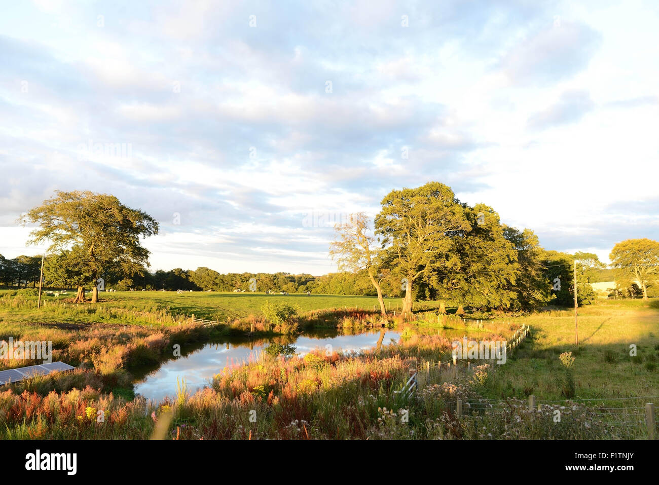 BLICK ÜBER DIE FELDER UND TEICH IM WILLIAMSCRAIG COTTAGES, LINLITHGOW IN DER NÄHE VON EDINBURGH, SCHOTTLAND Stockfoto