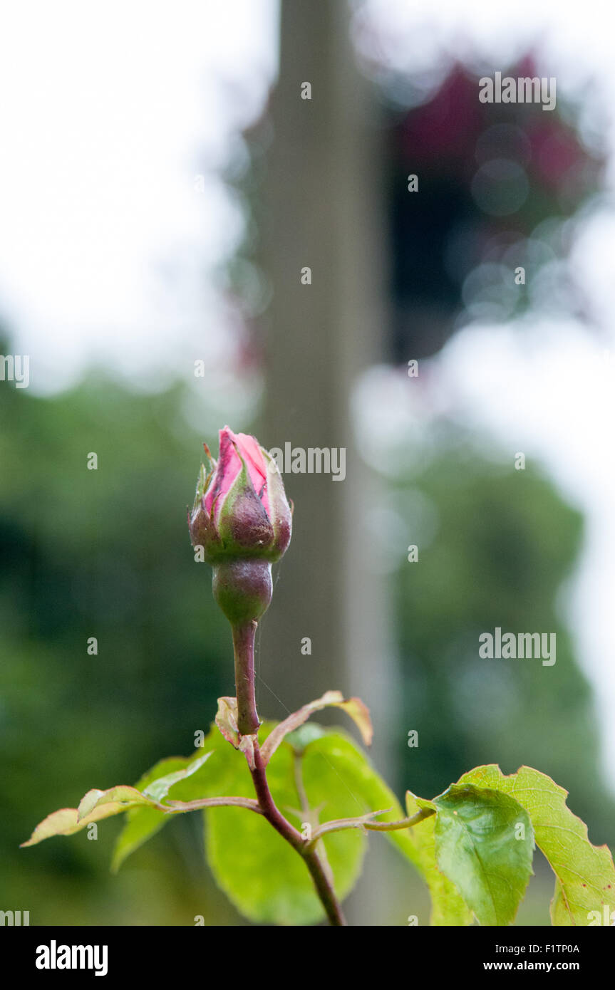 Einzelne rose Knospe bereit, im Sommer blühen Stockfoto