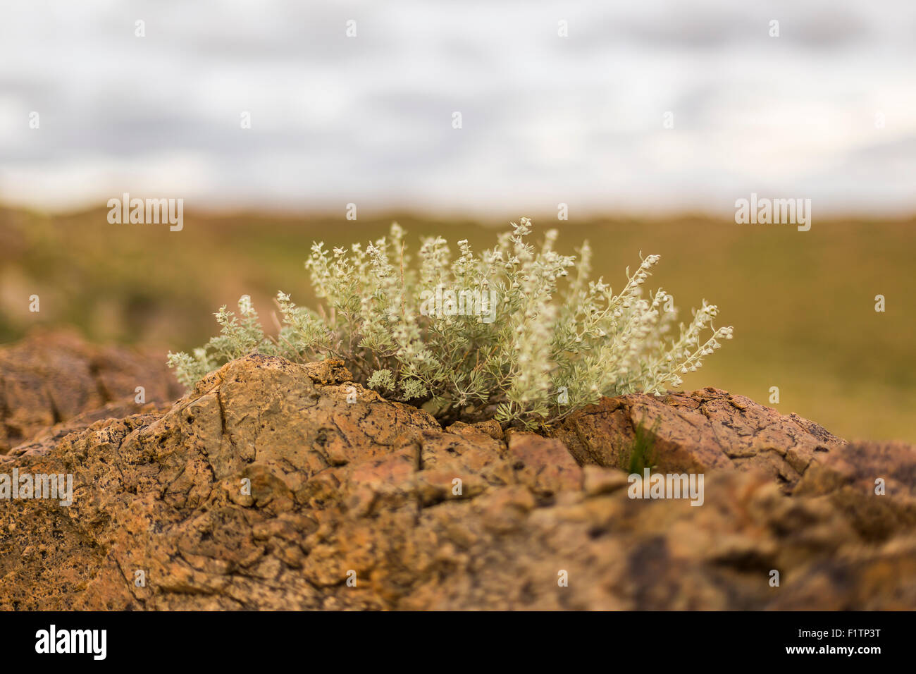 Blume wächst auf Felsen in der Wüste Gobi Stockfoto