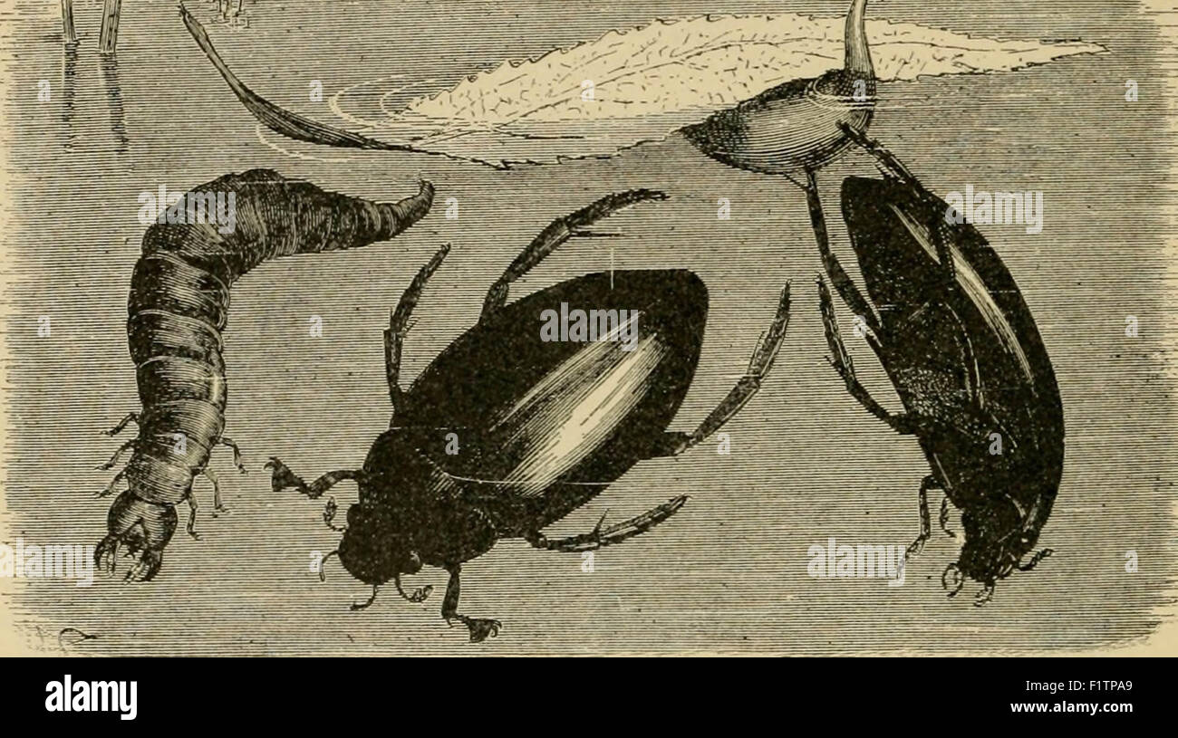 Elementare Entomologie Stockfoto