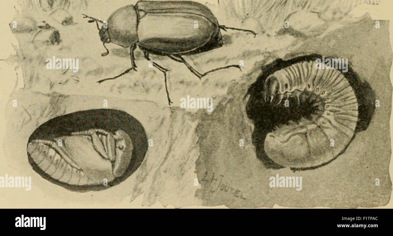 Elementare Entomologie Stockfoto