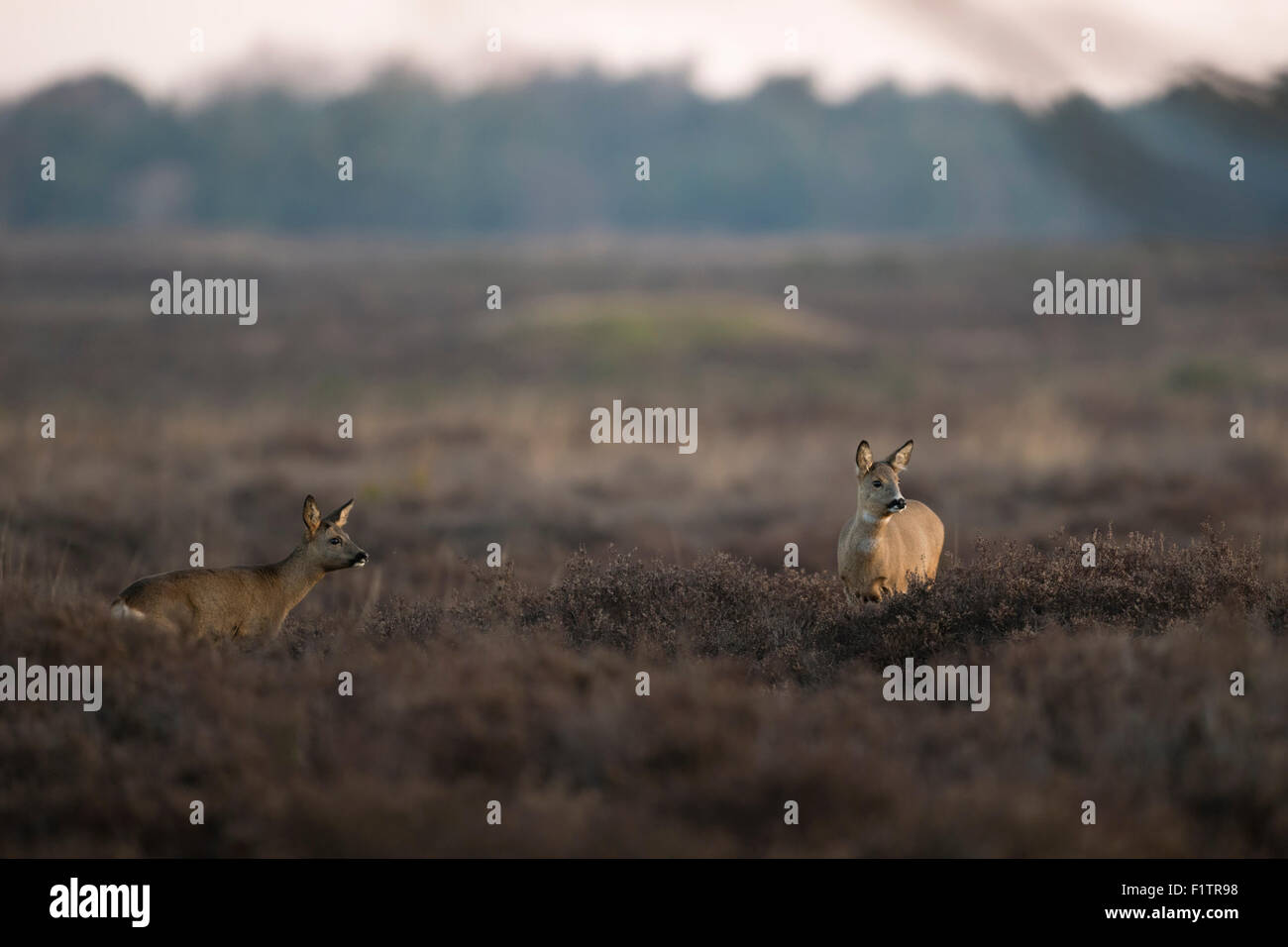 Zwei aufmerksame Rehe / Reh (Capreolus Capreolus) stehend auf trockenen Heiden, weite Land im Morgengrauen. Stockfoto