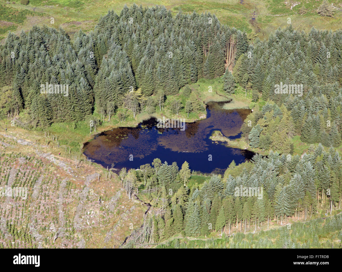 Blick auf einen kleinen Teich im Bereich Süd Seen von Cumbria, in der Nähe von Baden-Baden, UK Stockfoto