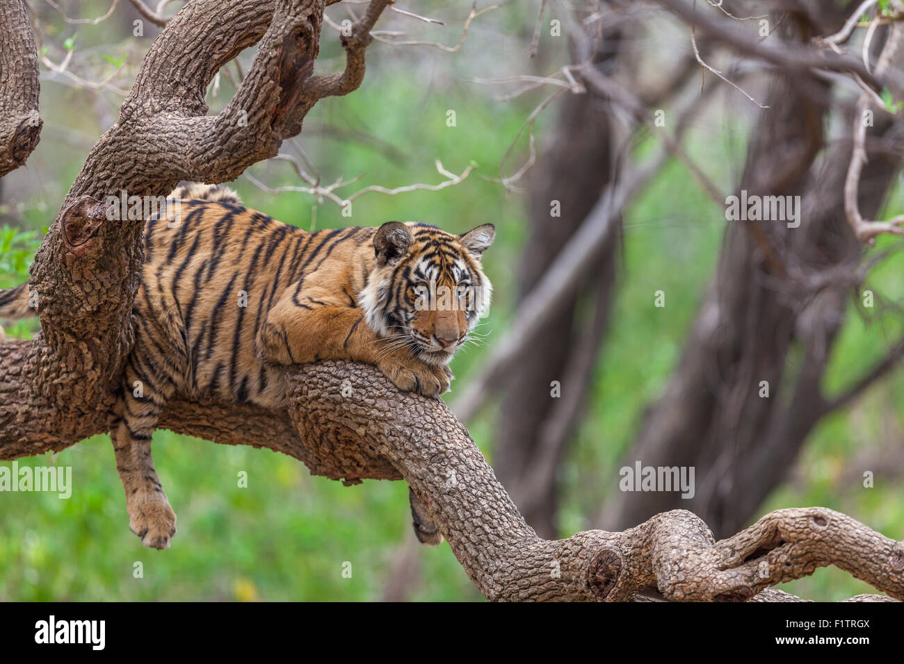 Ein Bengal Tiger rund 13 Monate alt kletterte auf einen Baum in Ranthambhore Wald, Indien. [Panthera Tigris] Stockfoto