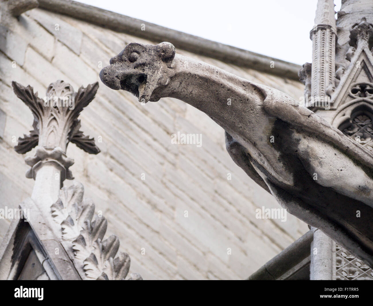 Die Kathedrale Notre Dame Gargoyle. Ein grauer Stein Wasserspeier scheint zu springen, von der Dachlinie von Notre-Dame, ein Ornament zu beißen Stockfoto