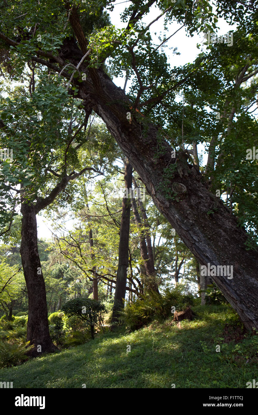 Ginkgo-Baum im Shukkein Garten in Hiroshima, Japan. Der älteste Ginkgo-Baum in der Stadt und ausgesetzte Baum, ein Überlebender von 1945 Stockfoto
