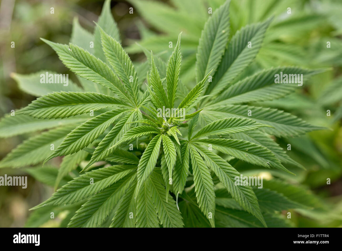 Weiblichen Cannabispflanze Stockfoto