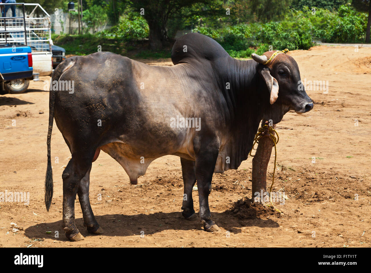BRAMA Stier an einem Viehmarkt - OAXACA, Mexiko Stockfoto