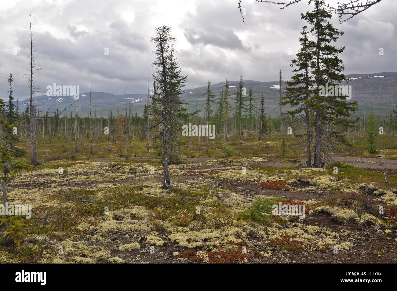 Gebirgstaiga Taimyr. Der Taimyr-Halbinsel, Putorana-Plateau, Sibirien, Russland. Stockfoto