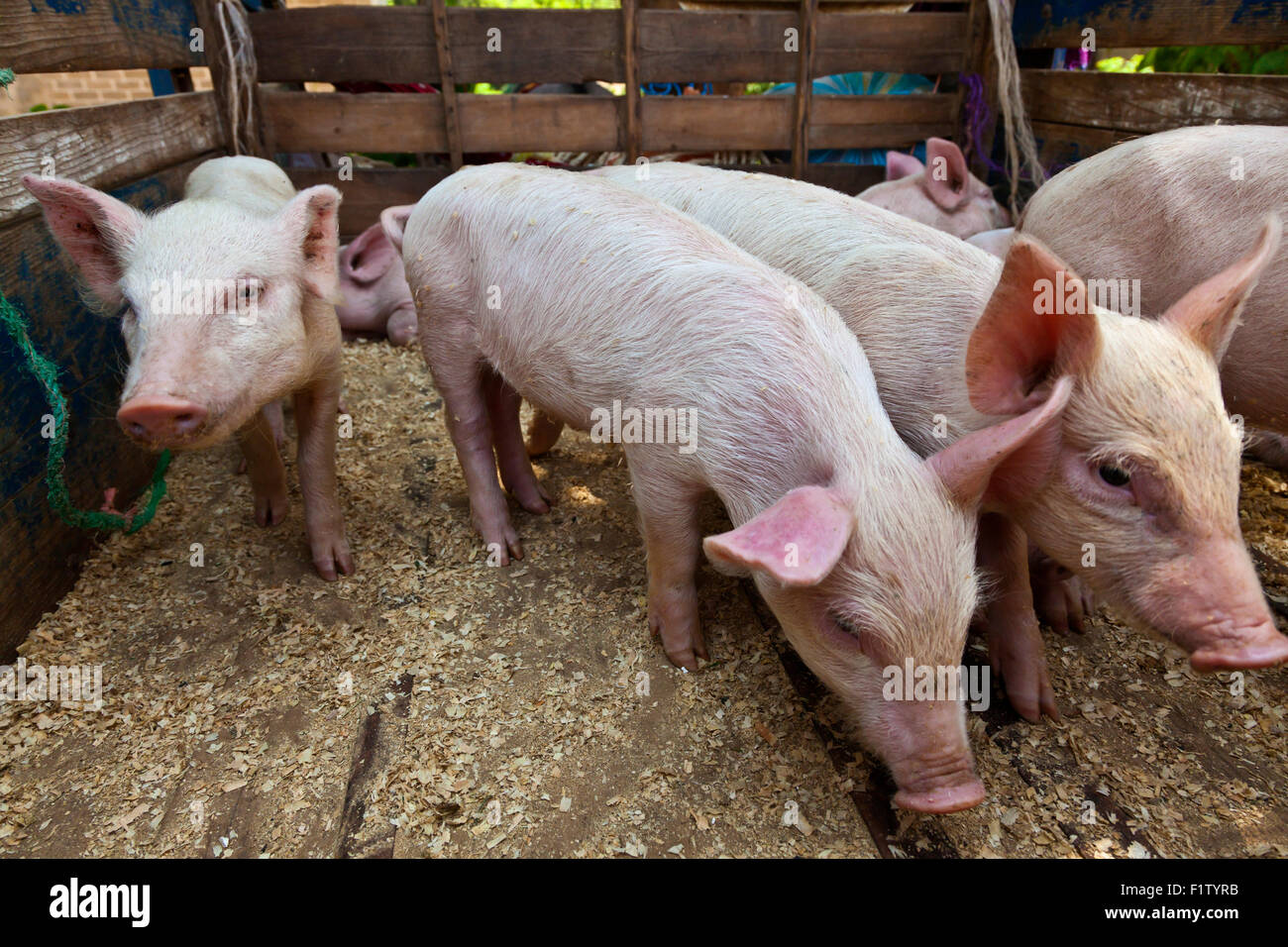 Schweine zum Verkauf an ein Viehmarkt - OAXACA, Mexiko Stockfoto