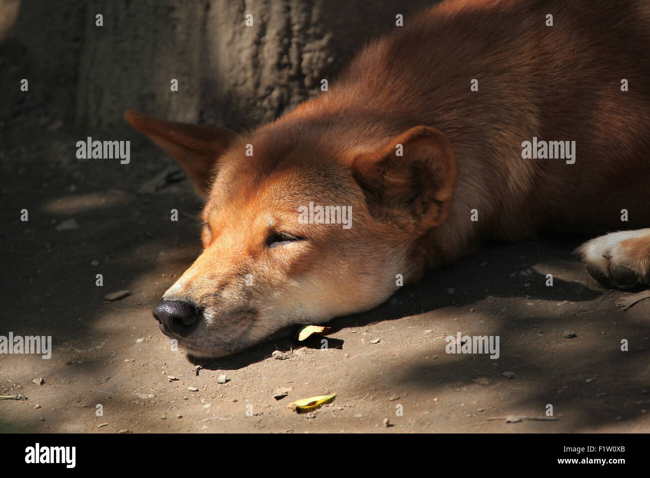 Dingo (Canis Lupus Dingo) im Zoo von Pilsen in Westböhmen, Tschechien. Stockfoto