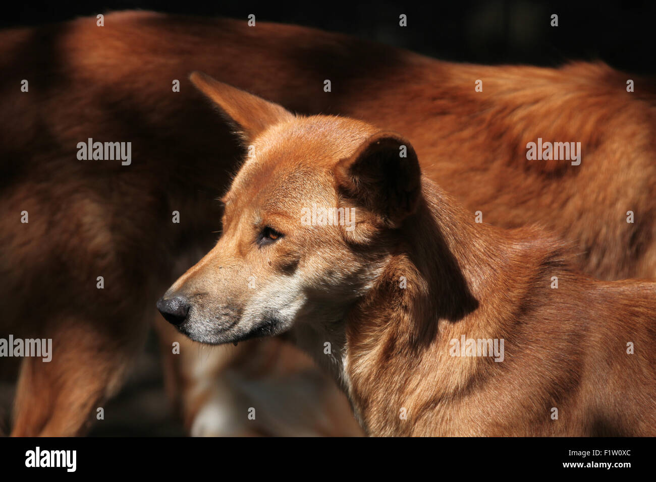 Dingo (Canis Lupus Dingo) im Zoo von Pilsen in Westböhmen, Tschechien. Stockfoto