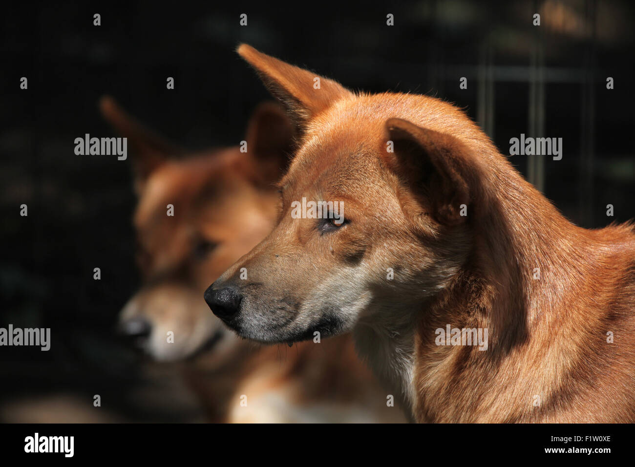 Dingo (Canis Lupus Dingo) im Zoo von Pilsen in Westböhmen, Tschechien. Stockfoto