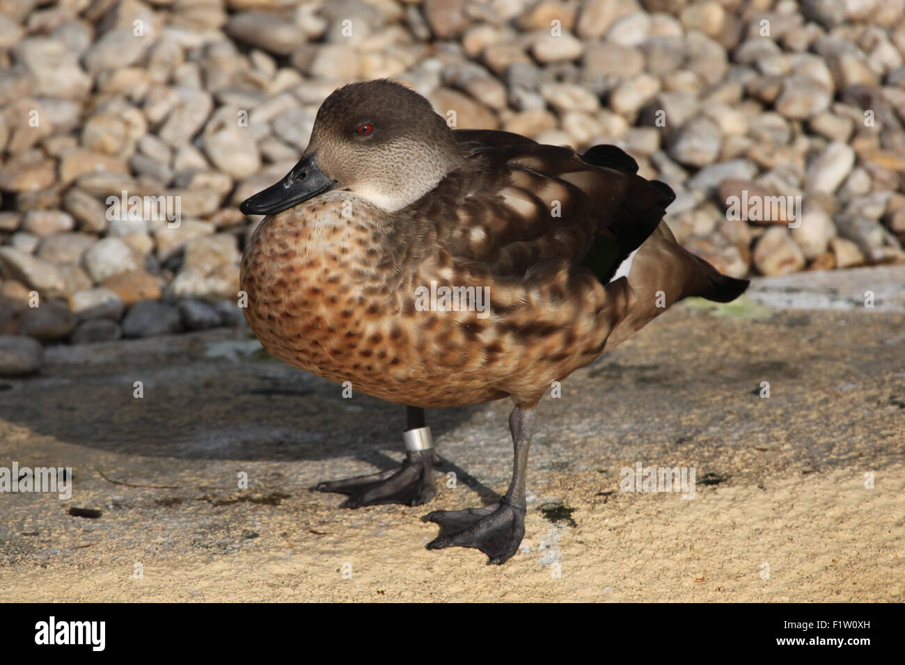 Erklommene Ente (Lophonetta Specularioides) im Zoo von Pilsen in Westböhmen, Tschechien. Stockfoto