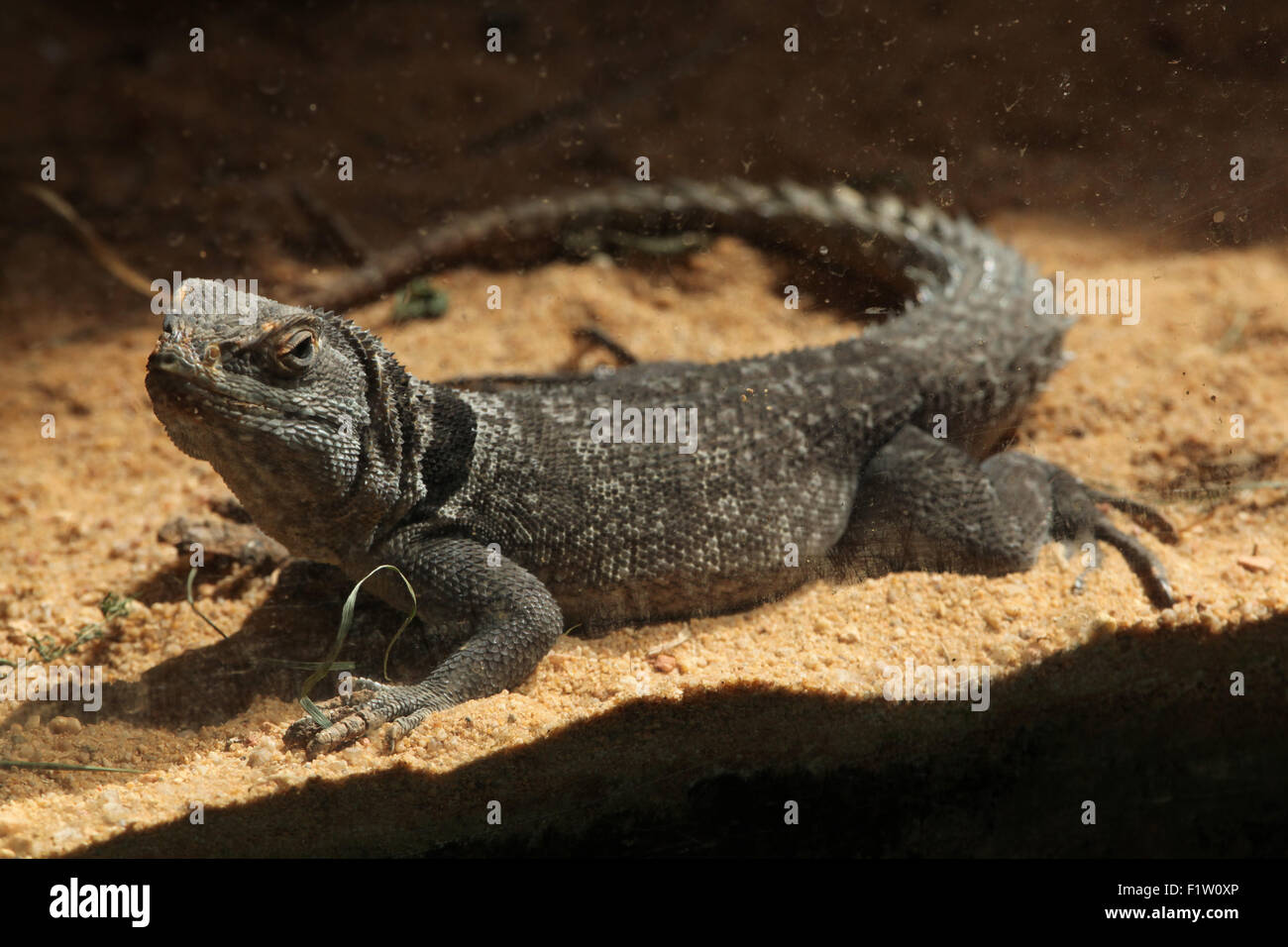 Cuvier Madagaskar Swift (unterschieden Cuvieri), auch bekannt als Kragen die Madagaskar Leguan. Stockfoto