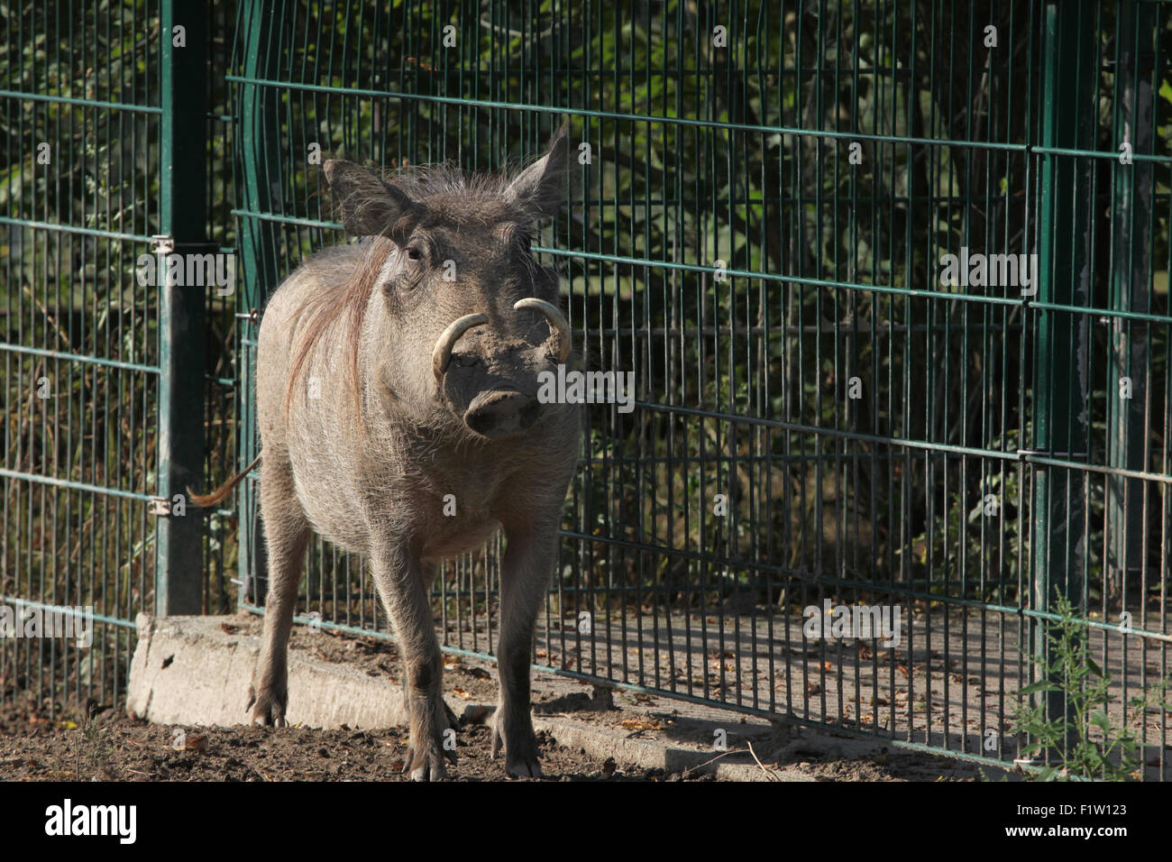 Gemeinsamen Warzenschwein (Phacochoerus Africanus) im Zoo von Pilsen in Westböhmen, Tschechien. Stockfoto