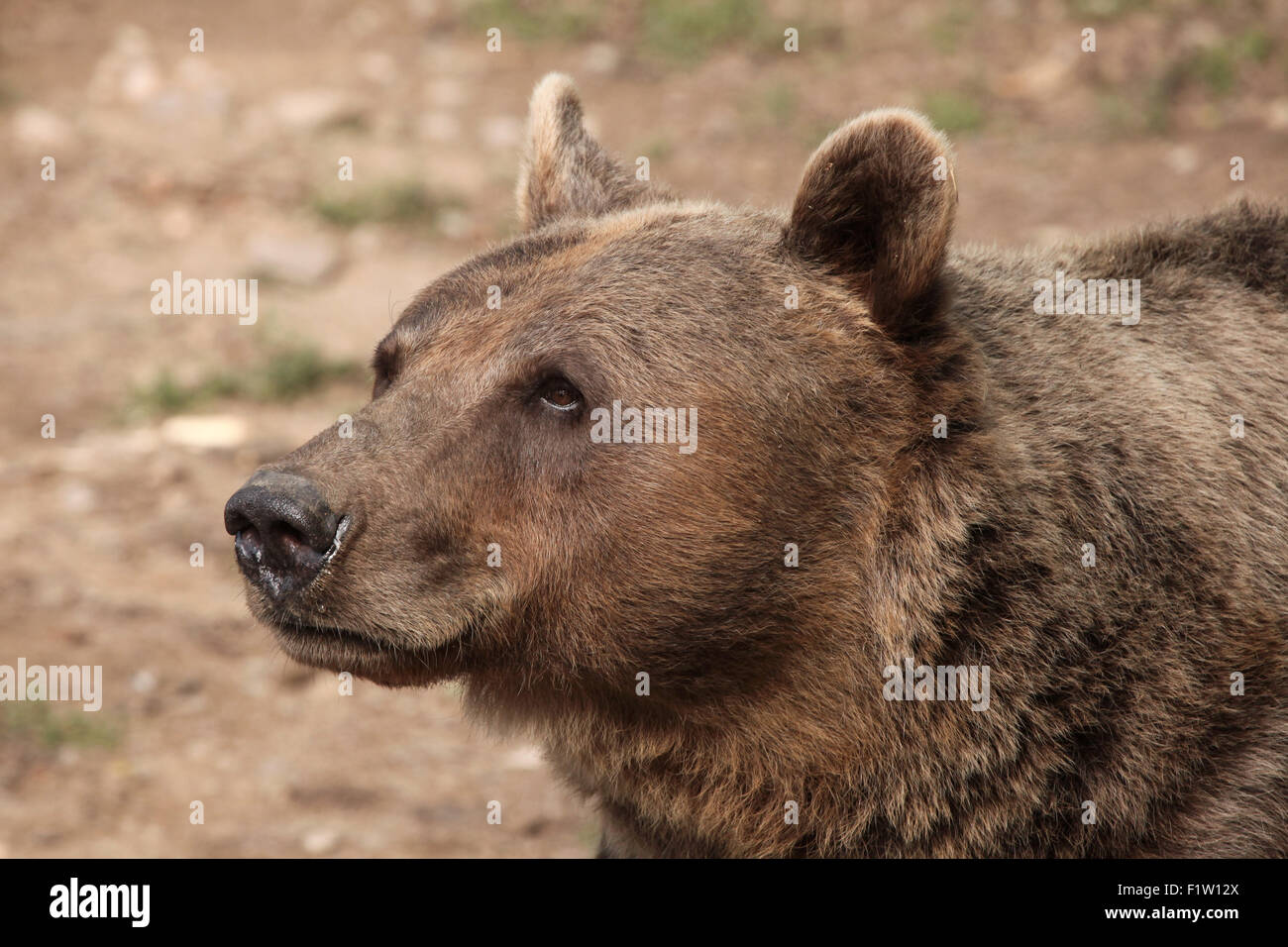 Braunbär (Ursus Arctos) im Zoo von Pilsen in Westböhmen, Tschechien. Stockfoto