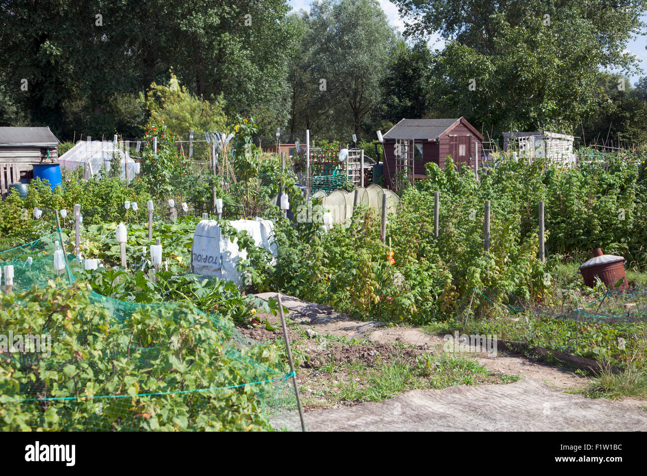 Eine Zuteilung in Hertfordshire, England Stockfoto