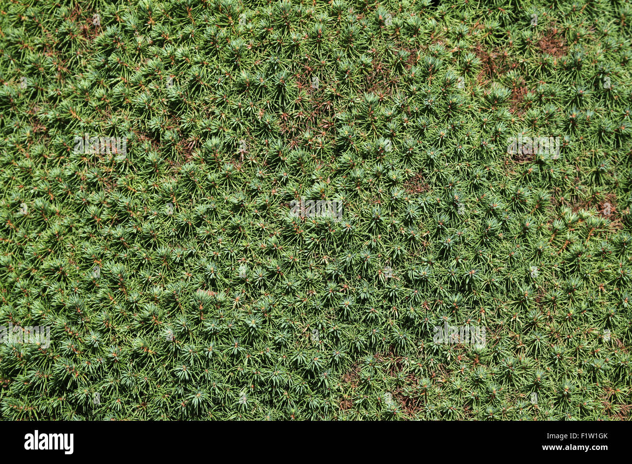 Lilliput weiße Fichte (Picea Glauca) Textur. Stockfoto