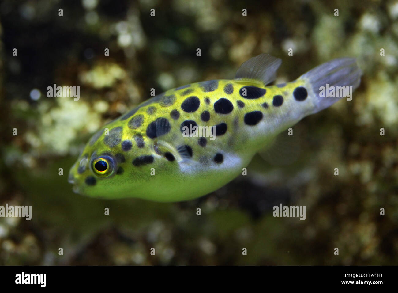 Süßwasser kugelfisch -Fotos und -Bildmaterial in hoher Auflösung – Alamy