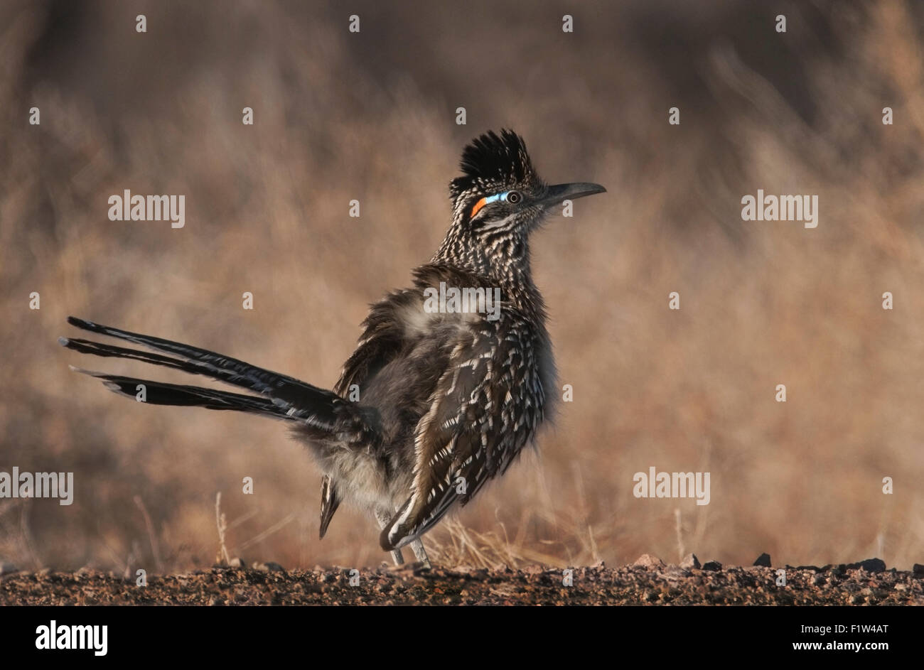 Größere Roadrunner (Geococcyx Californianus) ist ein ganzjährig Bewohner der Bosque del Apache National Wildlife Refuge, New Mex Stockfoto