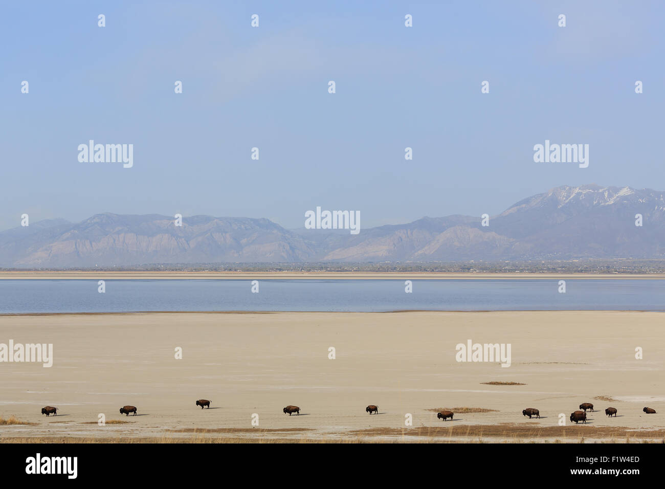 Fernen Herde Büffel wandern die Salinen am großen Salzsee. Stockfoto