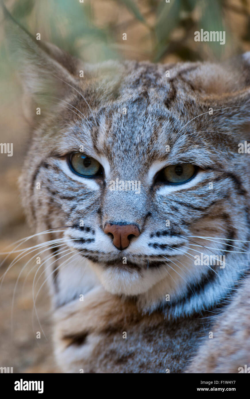 Captive Bobcat im Living Desert Zoo und Gärten CA Stockfoto