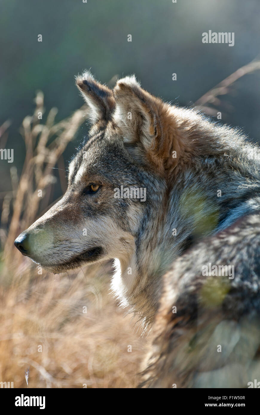 Captive mexikanischer Wolf (Canis Lupus Baileyi) Stockfoto