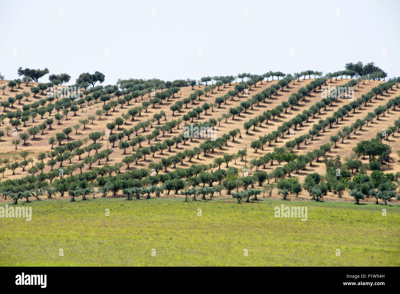 Parallele Linien von Korkeichen Linie einem Hügel in der Region Alentejo in Portugal. In der Nähe von Mértola, Portugal. 15. Juli 2015. Stockfoto