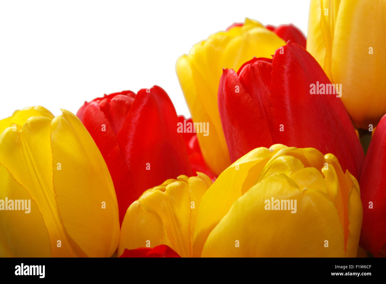 Rote und gelbe Tulpen isoliert auf weißem Hintergrund Stockfoto
