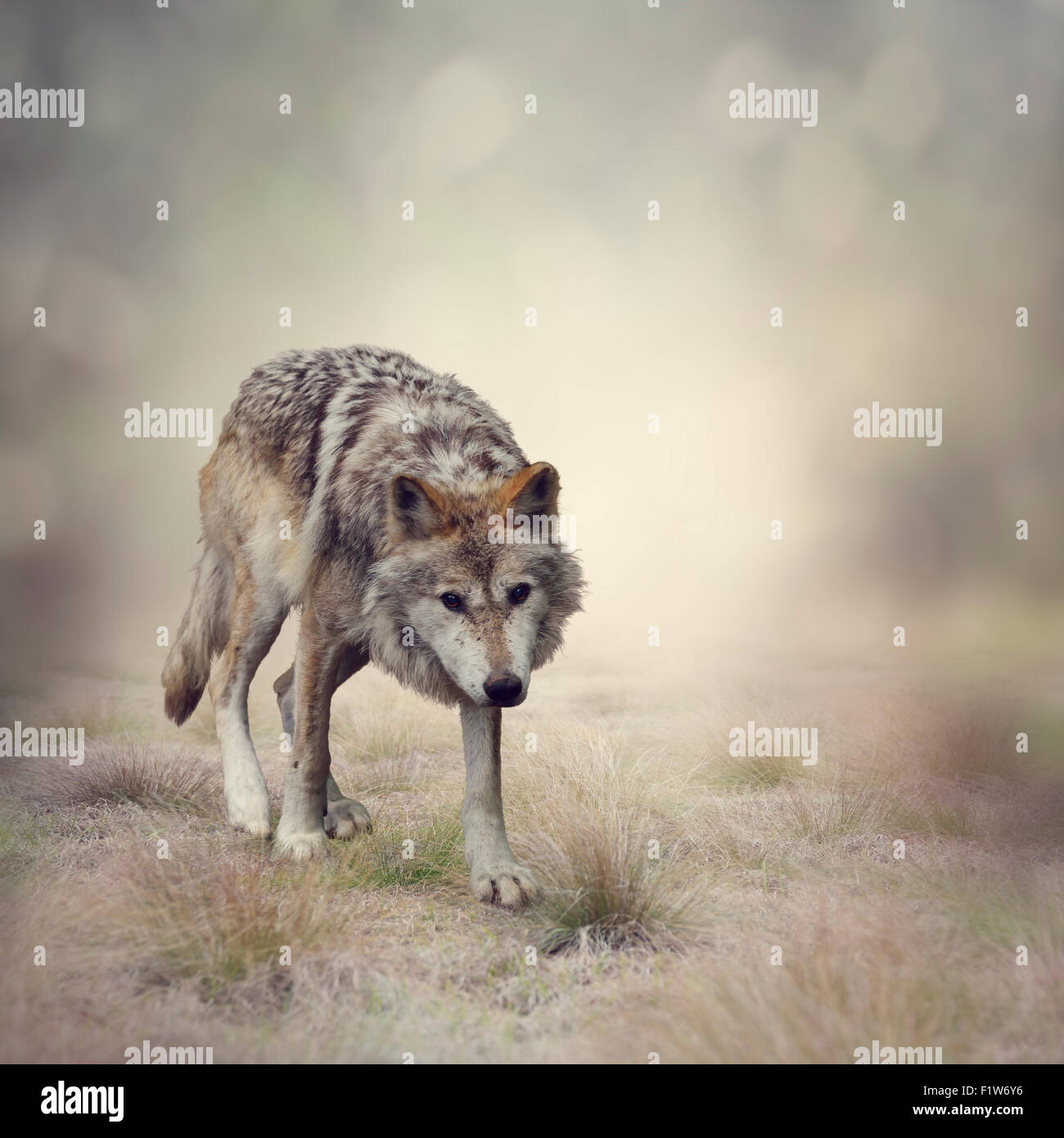 Porträt des Gehens Gray Wolf Stockfoto