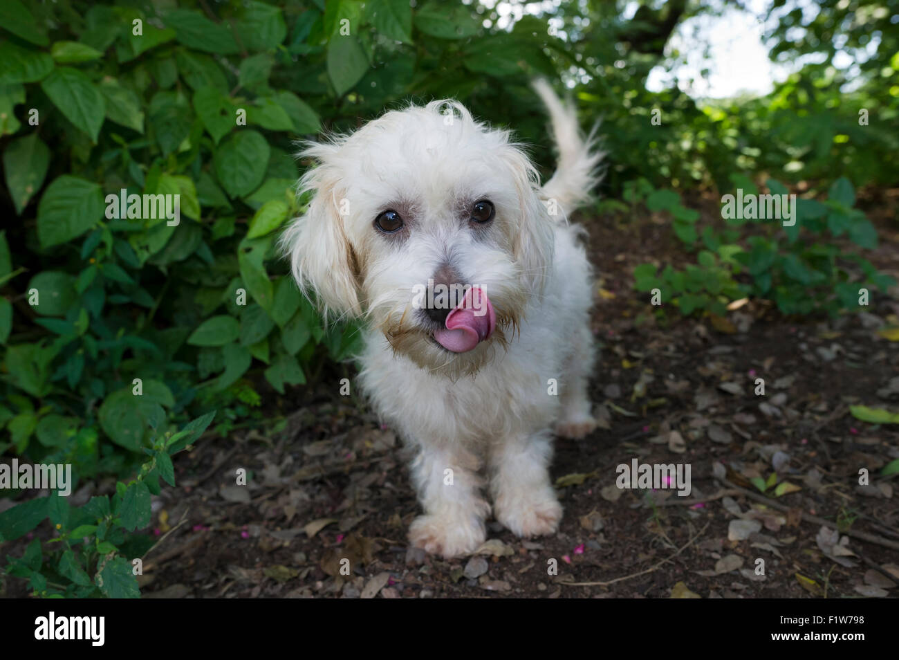 Niedlichen Hund ist eine niedliche Whte flauschige entzückenden Hund leckt seine Nase und schwanzwedelnd im Freien. Stockfoto