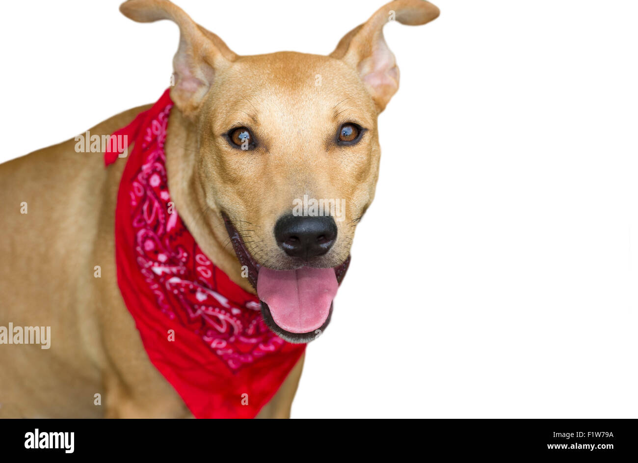 Happy Hund isoliert ist ein großer glücklicher Hund mit ein rotes Halstuch, das Sie gerade betrachten Stockfoto