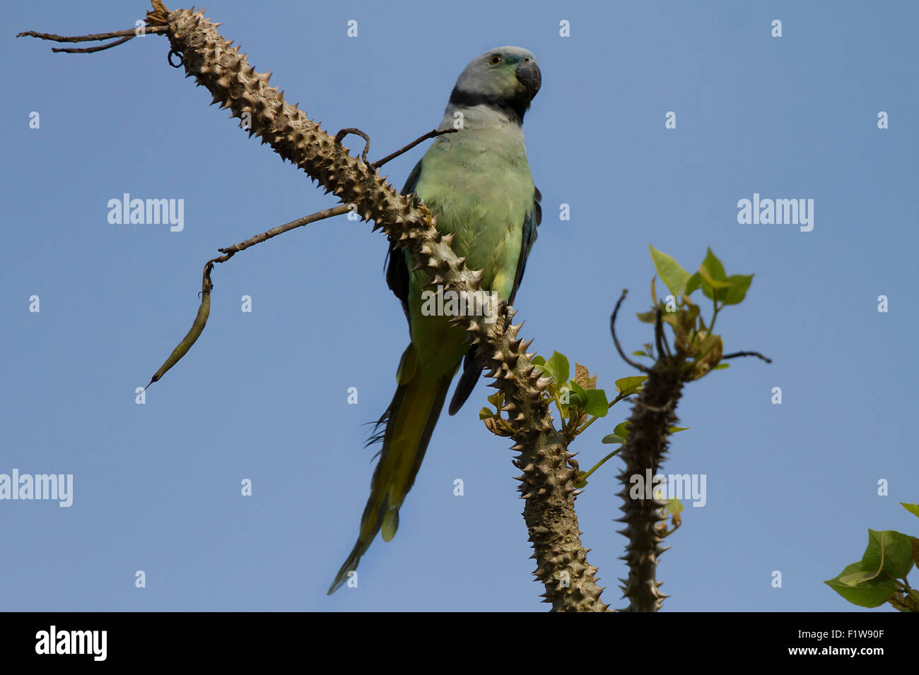 Die Blue-winged Sittich, auch bekannt als der Malabar-Sittich ist eine Art von Sittich in der indischen Westghats endemisch Stockfoto