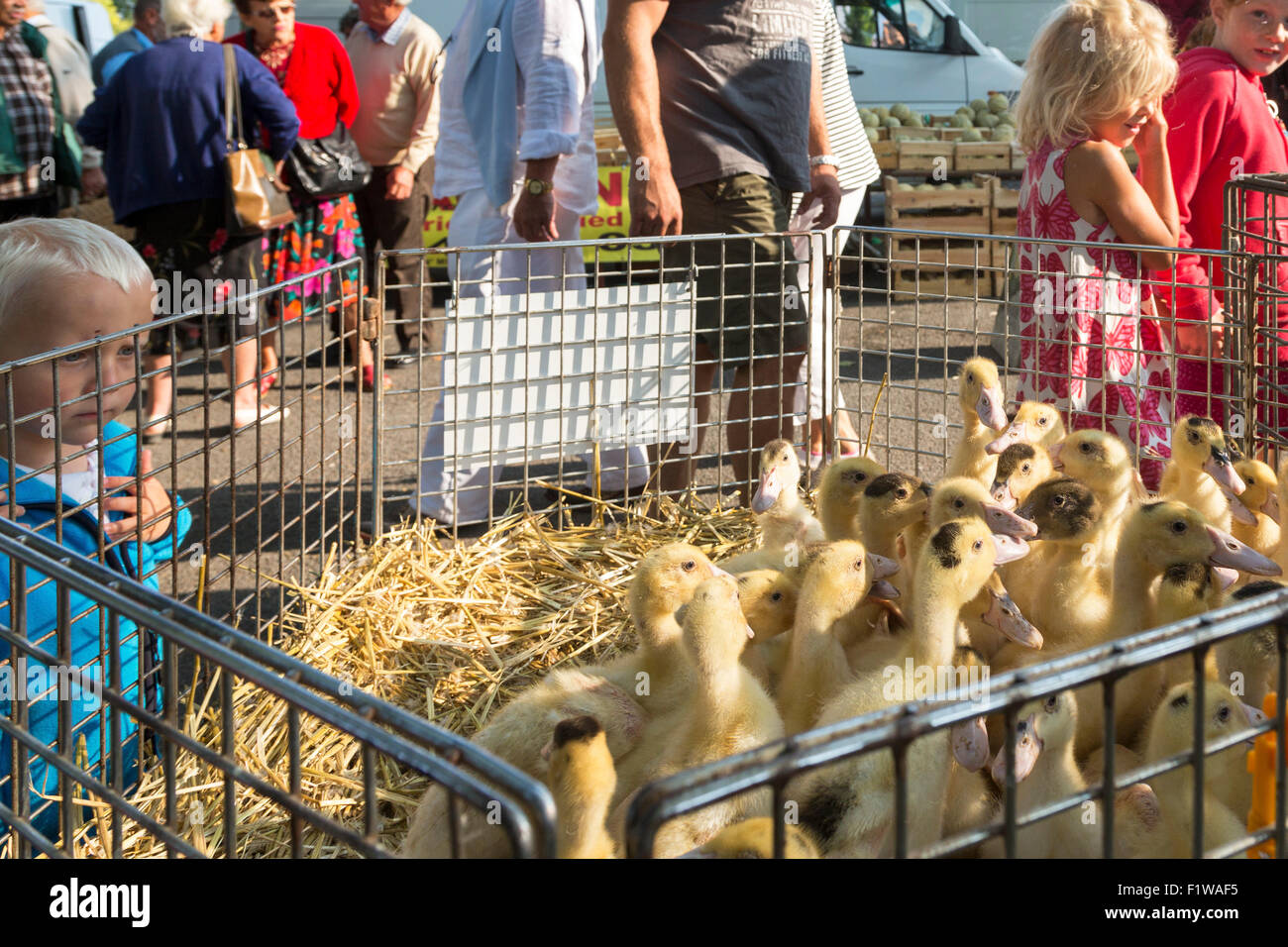 Geflügel am Rouillac, Charente Maritime, Süd-west Frankreich Stockfoto