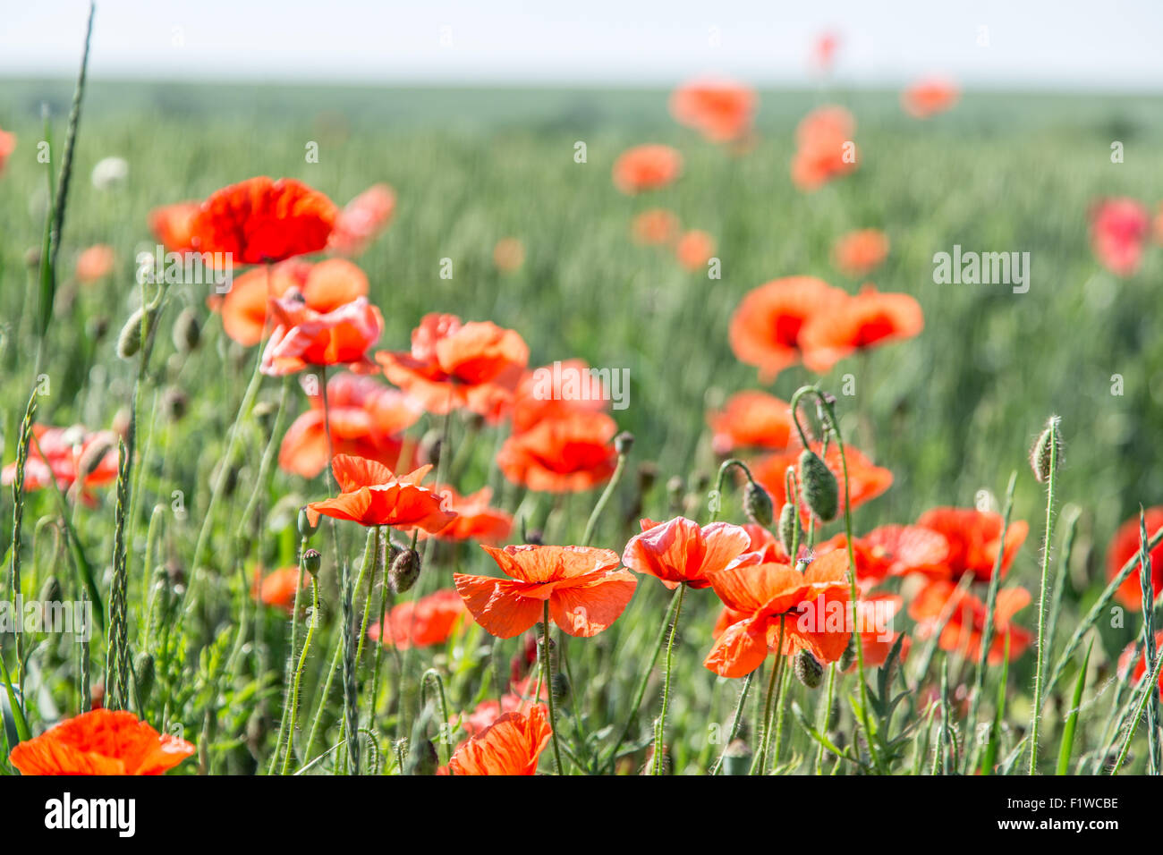 Bereich der zierlichen roten Mohnblumen. Natur-Hintergrund. Stockfoto