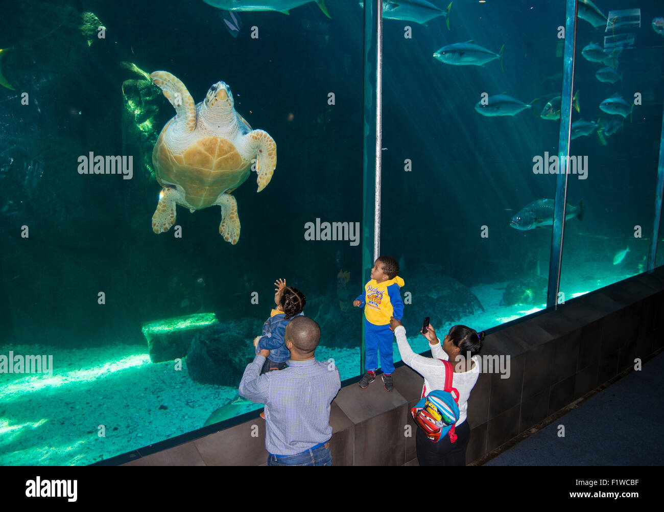 Schwarzen südafrikanischen Familie genießen das Ozeanarium in Kapstadt Stockfoto