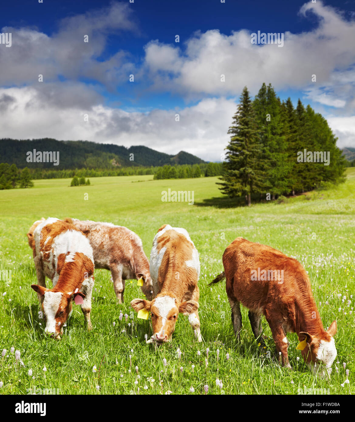 Kälber auf grünem Hügel grasen Stockfoto