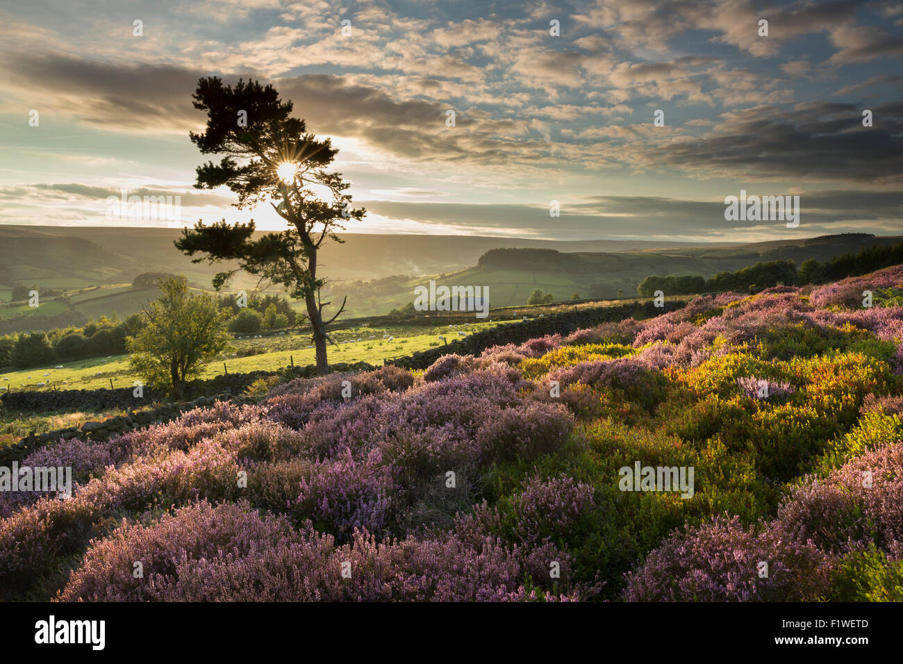 Einsamer Baum und Heidekraut bei Sonnenuntergang über Rosedale Abbey, die North Yorkshire Moors, England, September 2015. Stockfoto