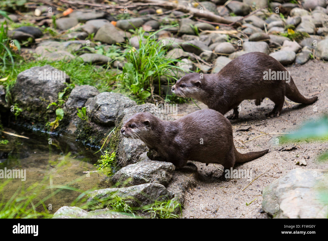 Zwei Otter zusammen zu spielen, Cornish Seal Sanctuary, Cornwall, UK Stockfoto