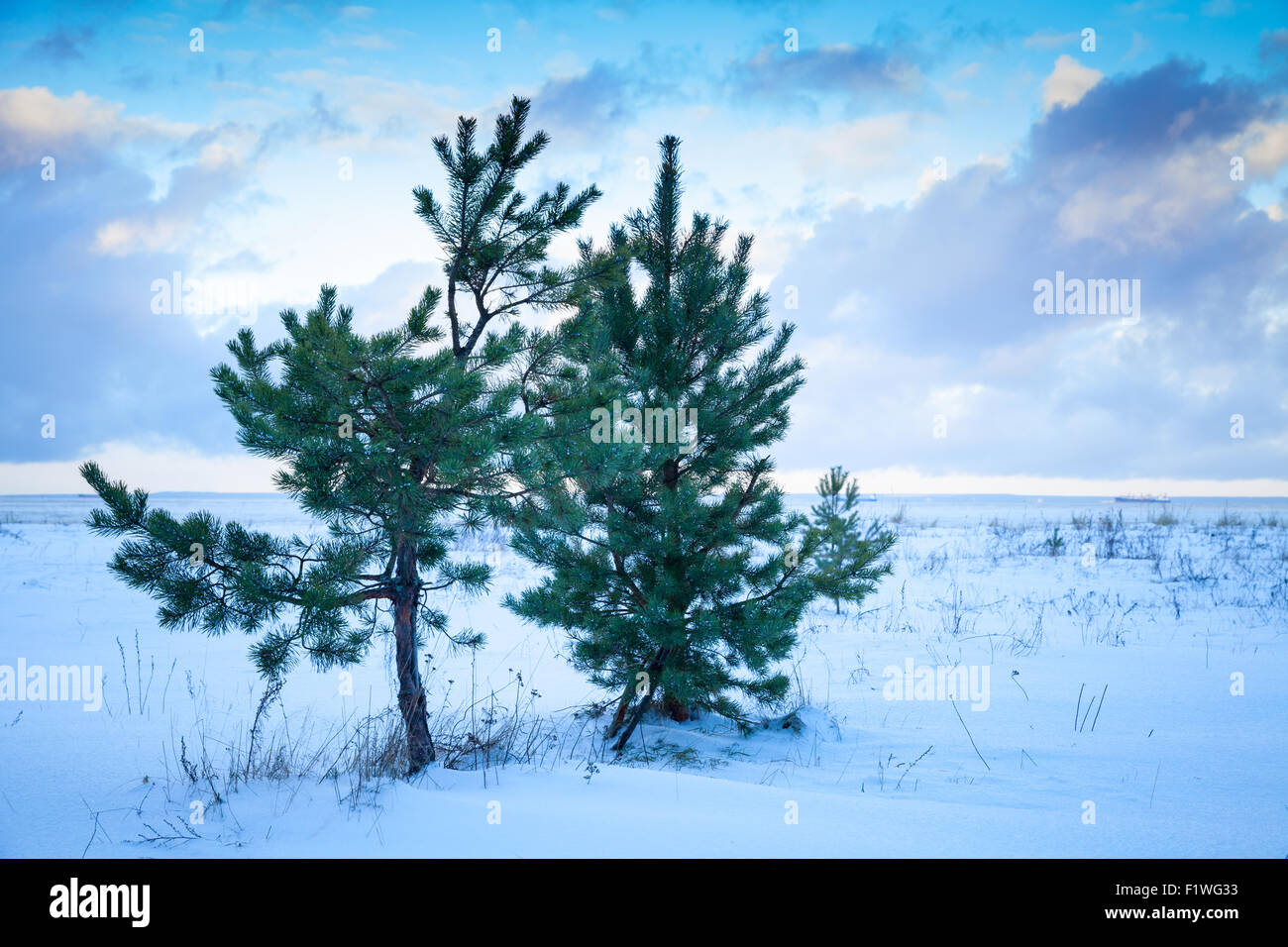 Kleine Kiefern an Ostseeküste unter bewölktem Himmel. Golf von Finnland, Russland, Wintersaison Stockfoto