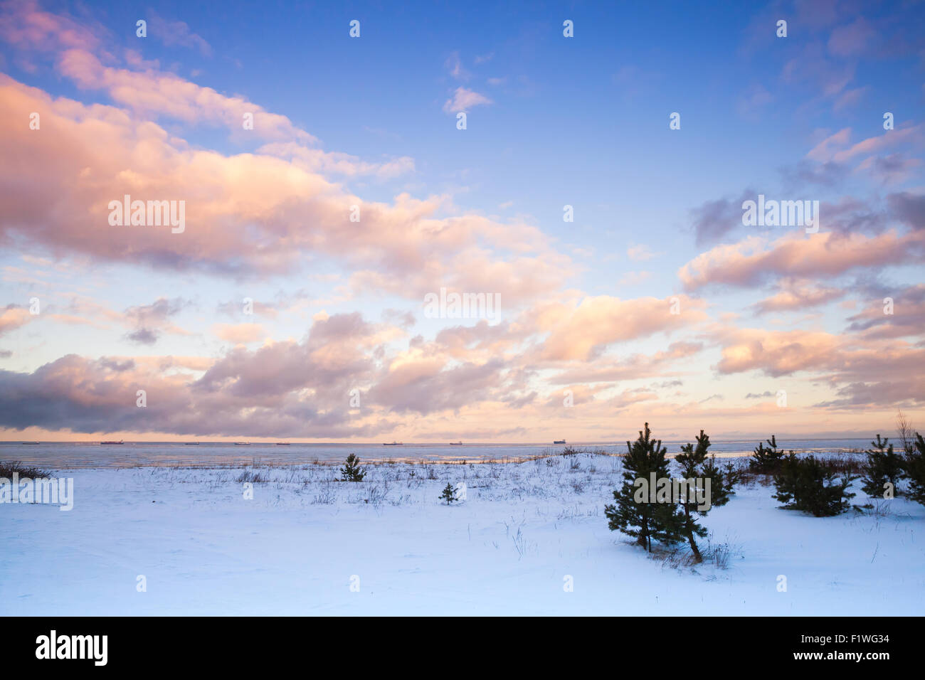 Winter-Küstenlandschaft mit kleinen Kiefern an Ostseeküste unter bunten bewölkten Himmel. Golf von Finnland, Russland Stockfoto