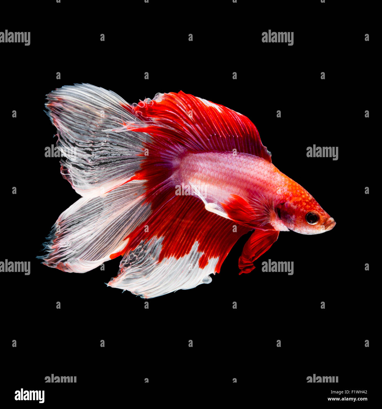 Rote und weiße siamesische Kämpfe Fisch, Betta Fisch, zwei Heck-Profil auf schwarzem Hintergrund Stockfoto