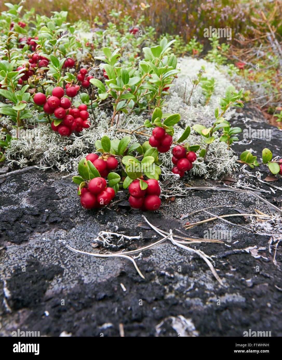 Vaccinium Vitis idaea Stockfoto