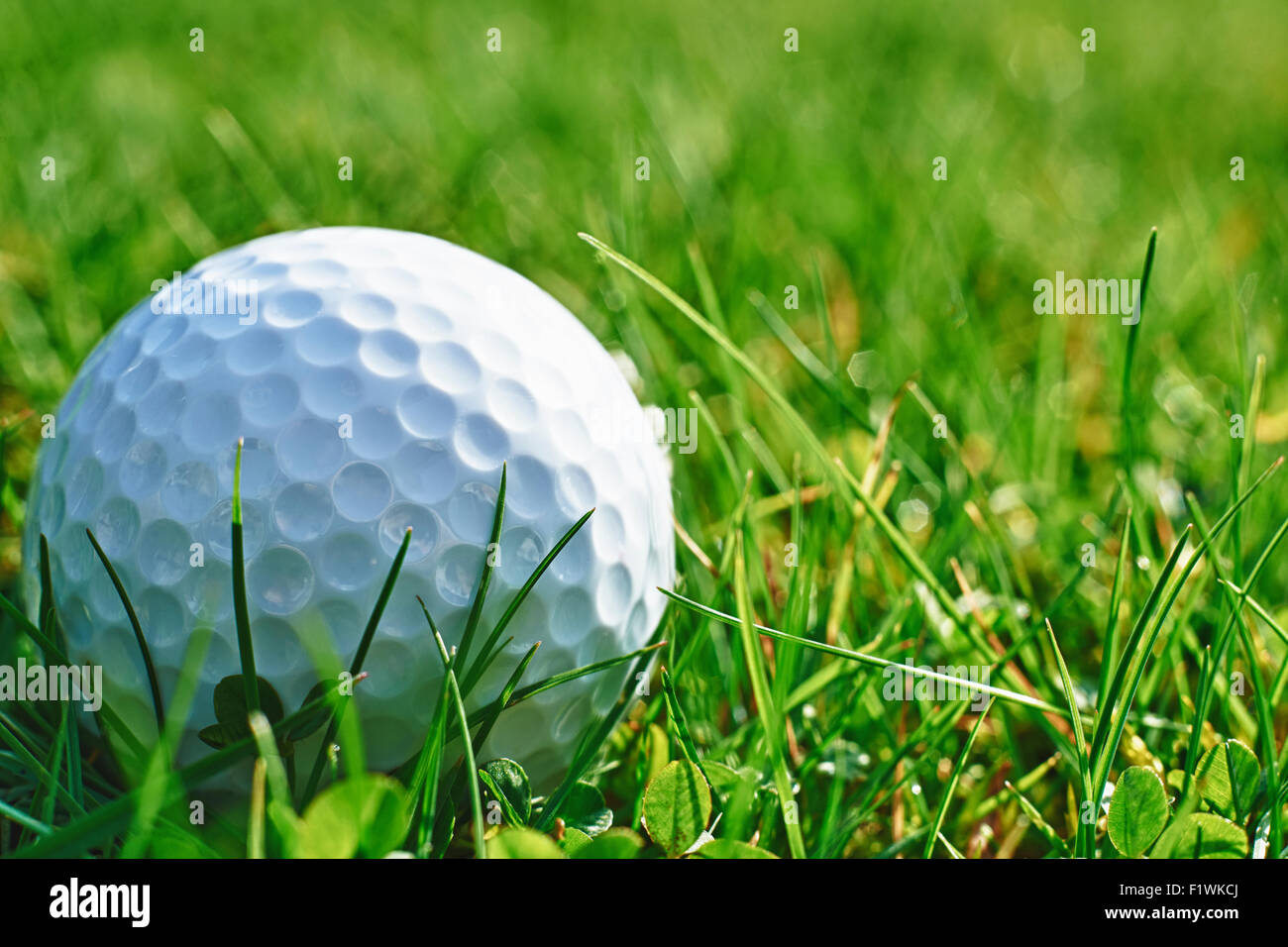 Nahaufnahme des Golfballs ruht im Rasen und Platz für Kopie Stockfoto