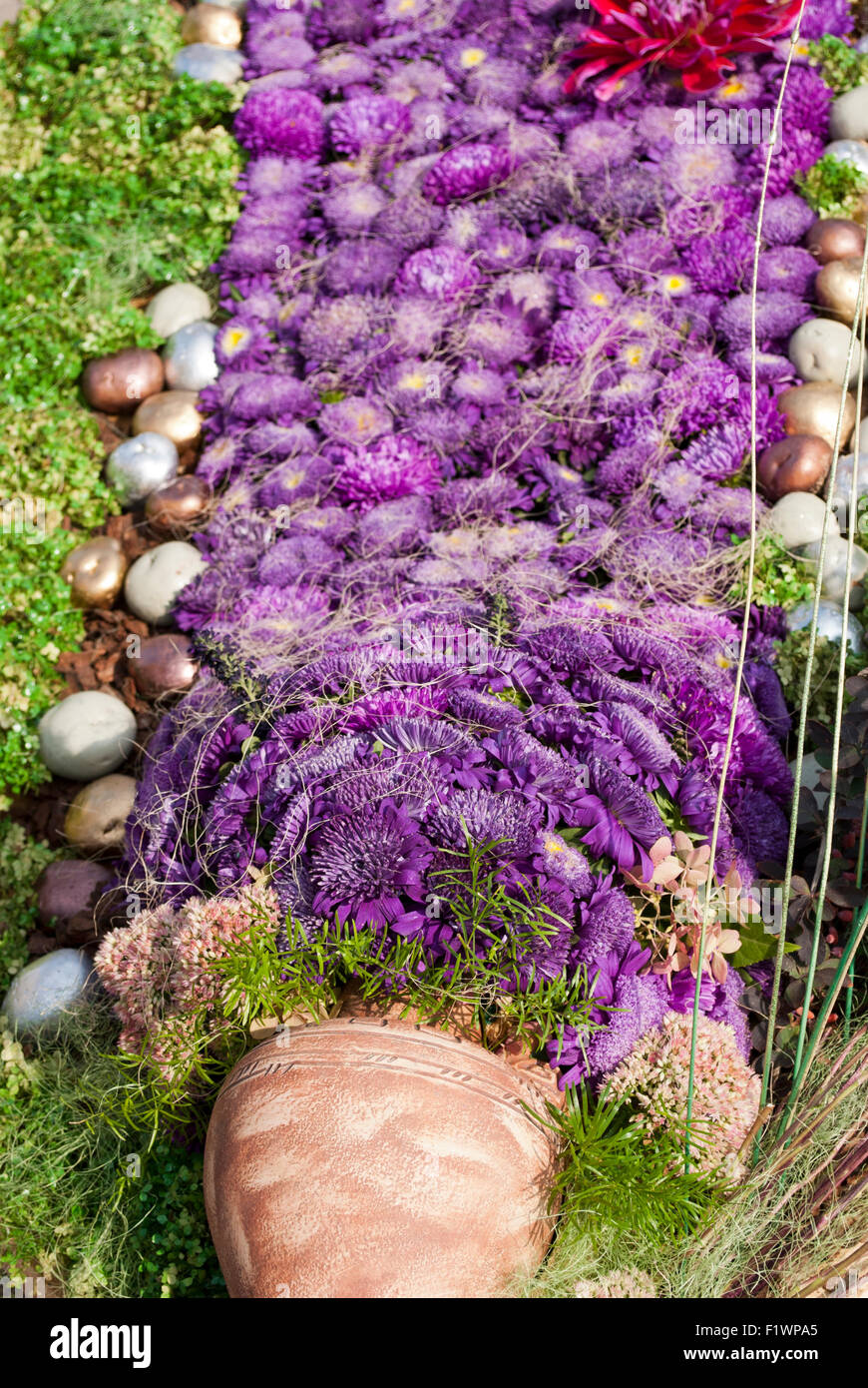 Garten Zusammensetzung aus violetten Astern Stockfoto