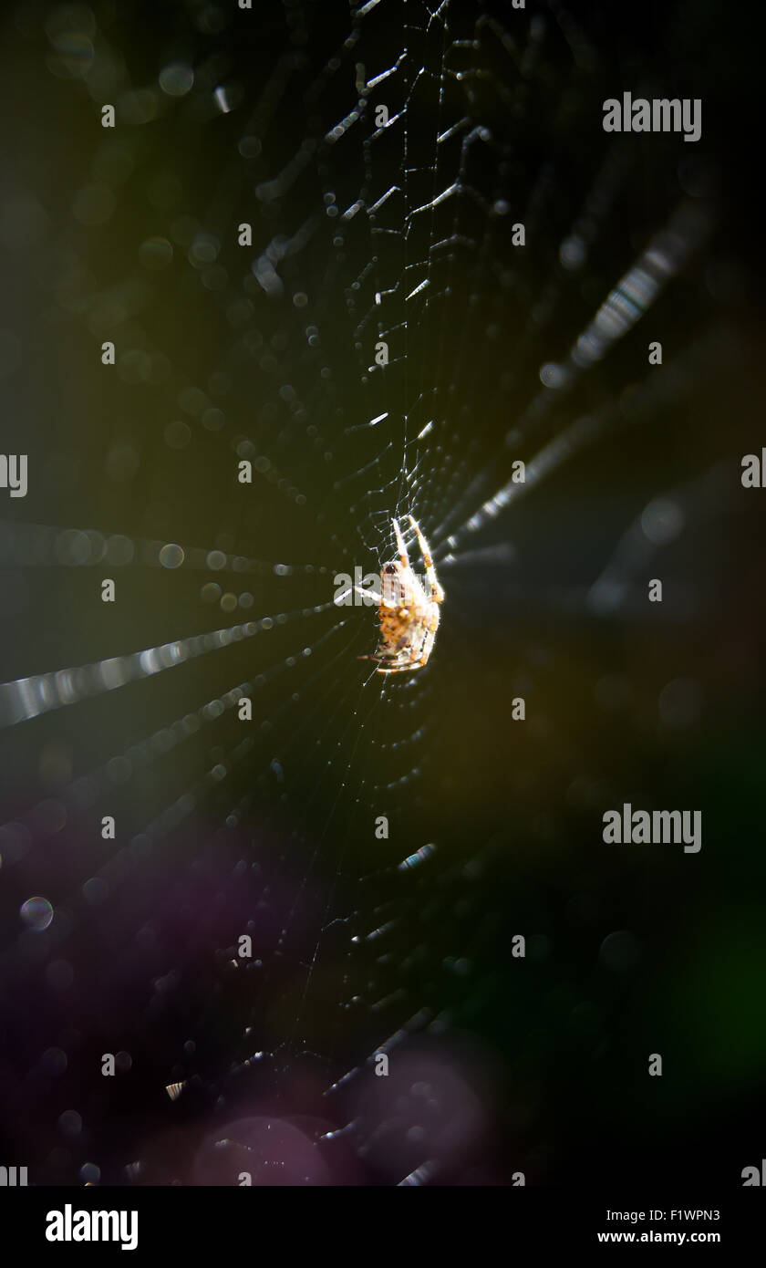 Kreuzspinne auf ihr Netz im morgendlichen Sonnenlicht UK europäischen Garten Spinne Araneus diadematus Stockfoto