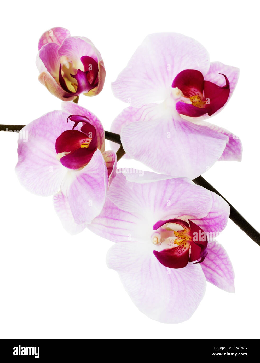 schöne Orchidee auf dem weißen Hintergrund. Stockfoto
